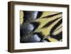 Close-Up Detail Wing Pattern of Tropical Butterfly-Darrell Gulin-Framed Photographic Print