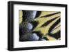 Close-Up Detail Wing Pattern of Tropical Butterfly-Darrell Gulin-Framed Photographic Print