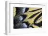 Close-Up Detail Wing Pattern of Tropical Butterfly-Darrell Gulin-Framed Photographic Print