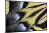 Close-Up Detail Wing Pattern of Tropical Butterfly-Darrell Gulin-Mounted Photographic Print