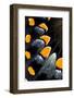 Close-Up Detail Wing Pattern of Tropical Butterfly-Darrell Gulin-Framed Photographic Print