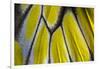 Close-Up Detail Wing Pattern of Tropical Butterfly-Darrell Gulin-Framed Photographic Print