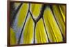 Close-Up Detail Wing Pattern of Tropical Butterfly-Darrell Gulin-Framed Photographic Print