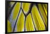 Close-Up Detail Wing Pattern of Tropical Butterfly-Darrell Gulin-Framed Photographic Print