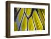 Close-Up Detail Wing Pattern of Tropical Butterfly-Darrell Gulin-Framed Photographic Print