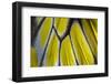 Close-Up Detail Wing Pattern of Tropical Butterfly-Darrell Gulin-Framed Photographic Print