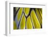 Close-Up Detail Wing Pattern of Tropical Butterfly-Darrell Gulin-Framed Photographic Print