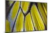 Close-Up Detail Wing Pattern of Tropical Butterfly-Darrell Gulin-Mounted Photographic Print