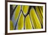 Close-Up Detail Wing Pattern of Tropical Butterfly-Darrell Gulin-Framed Photographic Print