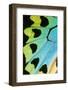 Close-Up Detail Wing Pattern of Tropical Butterfly-Darrell Gulin-Framed Photographic Print