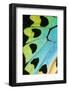 Close-Up Detail Wing Pattern of Tropical Butterfly-Darrell Gulin-Framed Photographic Print