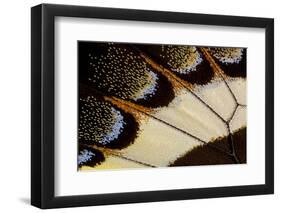 Close-Up Detail Wing Pattern of Tropical Butterfly-Darrell Gulin-Framed Photographic Print