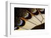 Close-Up Detail Wing Pattern of Tropical Butterfly-Darrell Gulin-Framed Photographic Print