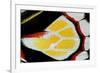 Close-Up Detail Wing Pattern of Tropical Butterfly-Darrell Gulin-Framed Photographic Print