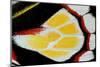 Close-Up Detail Wing Pattern of Tropical Butterfly-Darrell Gulin-Mounted Photographic Print