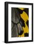 Close-Up Detail Wing Pattern of Tropical Butterfly-Darrell Gulin-Framed Photographic Print