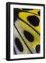 Close-Up Detail Wing Pattern of Tropical Butterfly-Darrell Gulin-Framed Photographic Print