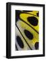 Close-Up Detail Wing Pattern of Tropical Butterfly-Darrell Gulin-Framed Photographic Print