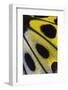 Close-Up Detail Wing Pattern of Tropical Butterfly-Darrell Gulin-Framed Photographic Print