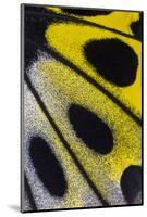 Close-Up Detail Wing Pattern of Tropical Butterfly-Darrell Gulin-Mounted Photographic Print