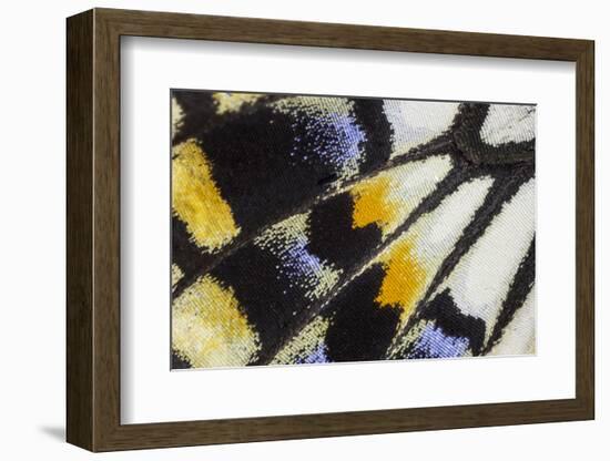 Close-Up Detail Wing Pattern of Tropical Butterfly-Darrell Gulin-Framed Photographic Print