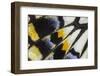 Close-Up Detail Wing Pattern of Tropical Butterfly-Darrell Gulin-Framed Photographic Print