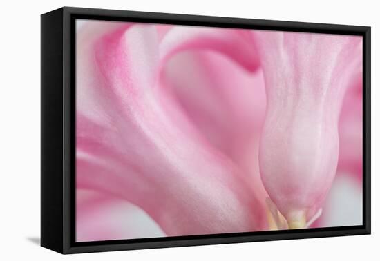 Close Up Details of Petals to Hyacinth a Spring Flower-Yon Marsh-Framed Stretched Canvas