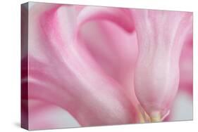 Close Up Details of Petals to Hyacinth a Spring Flower-Yon Marsh-Stretched Canvas