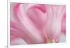 Close Up Details of Petals to Hyacinth a Spring Flower-Yon Marsh-Framed Photographic Print