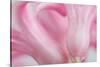 Close Up Details of Petals to Hyacinth a Spring Flower-Yon Marsh-Stretched Canvas