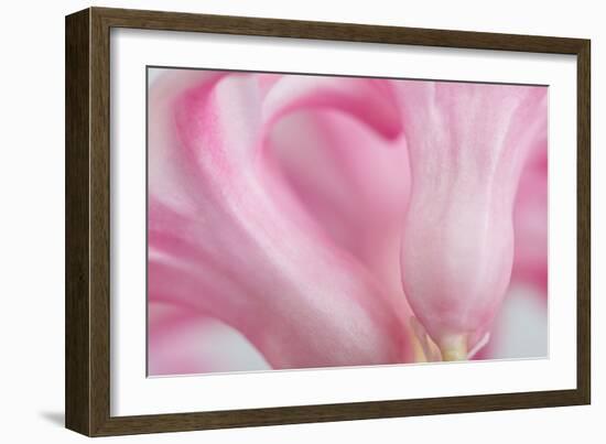 Close Up Details of Petals to Hyacinth a Spring Flower-Yon Marsh-Framed Photographic Print