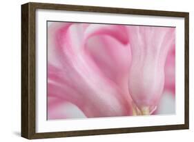 Close Up Details of Petals to Hyacinth a Spring Flower-Yon Marsh-Framed Photographic Print