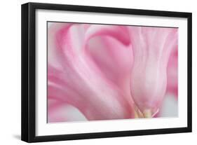 Close Up Details of Petals to Hyacinth a Spring Flower-Yon Marsh-Framed Photographic Print