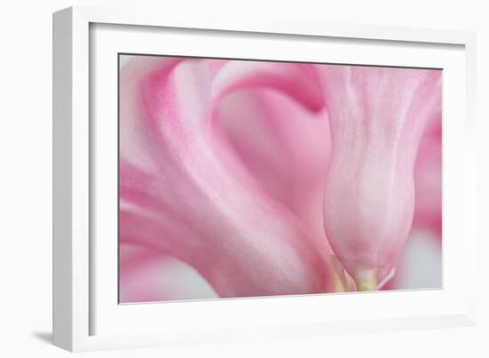 Close Up Details of Petals to Hyacinth a Spring Flower-Yon Marsh-Framed Photographic Print