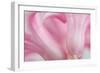 Close Up Details of Petals to Hyacinth a Spring Flower-Yon Marsh-Framed Photographic Print