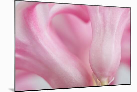 Close Up Details of Petals to Hyacinth a Spring Flower-Yon Marsh-Mounted Photographic Print