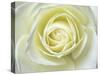Close up details of white rose-Adam Jones-Stretched Canvas