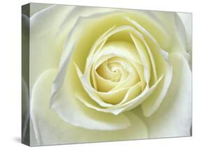 Close up details of white rose-Adam Jones-Stretched Canvas