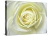 Close up details of white rose-Adam Jones-Stretched Canvas