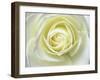 Close up details of white rose-Adam Jones-Framed Photographic Print