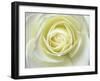 Close up details of white rose-Adam Jones-Framed Photographic Print