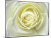 Close up details of white rose-Adam Jones-Mounted Photographic Print