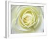 Close up details of white rose-Adam Jones-Framed Photographic Print