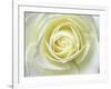 Close up details of white rose-Adam Jones-Framed Photographic Print