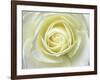 Close up details of white rose-Adam Jones-Framed Photographic Print