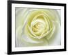 Close up details of white rose-Adam Jones-Framed Photographic Print