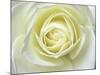 Close up details of white rose-Adam Jones-Mounted Photographic Print