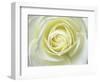 Close up details of white rose-Adam Jones-Framed Photographic Print