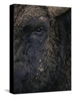 Close-Up Face of European Bison {Bison Bonasus)-Pete Cairns-Stretched Canvas
