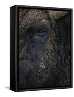 Close-Up Face of European Bison {Bison Bonasus)-Pete Cairns-Framed Stretched Canvas